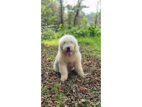 Muhteşem zeki ve güzellikte merle doodle yavrumuz