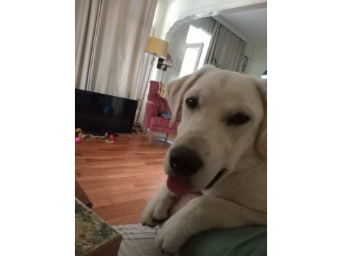Safkan labrador