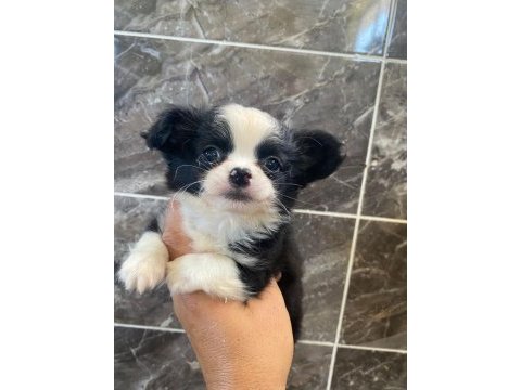 Elma kafa chihuahua