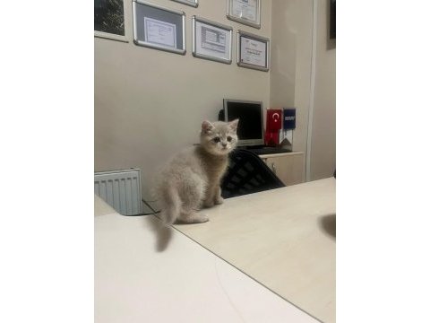 2 aylık british shorthair