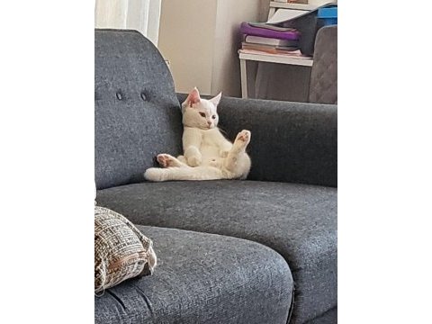 6 aylık erkek british shorthair