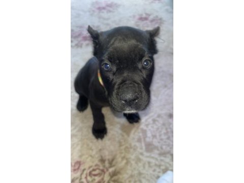 Cane corso 2 aylık