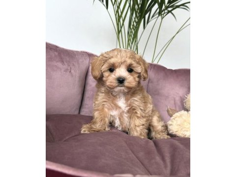 Tosbik maltipoo bebeklerimiz
