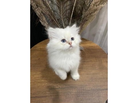 British longhair tüy yumakları yeni ailesini arıyor