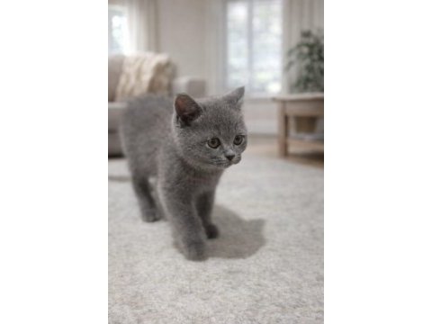 2 aylık yavru british shorthair