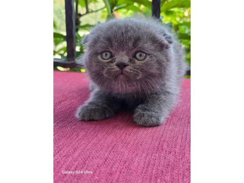 Dişi ve erkek safkan yavru kedilerim