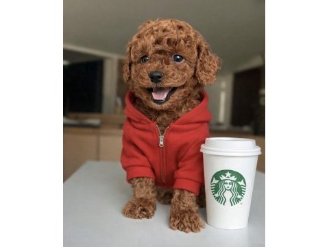 Micro teddy bear toy poodle
