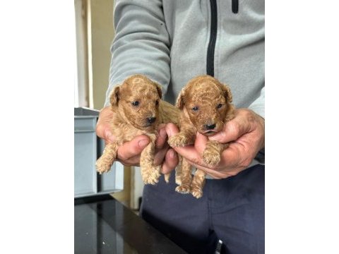 Toy poodle yavrular