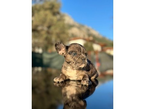 Güzeller güzeli french bulldog prensesimiz
