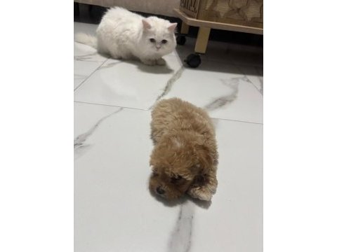 Tuvalet eğitimli aşıları tam maltipoo