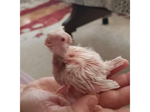 Yavrulu yavrusuz albino sultan papağanları