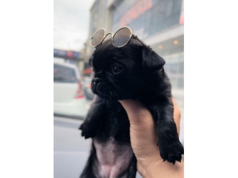 A kalite 2 aylık dişi pug yavrumuz