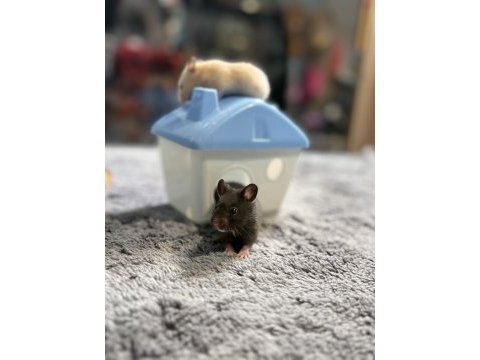 Birbirinden tatlı syrian hamsterlar