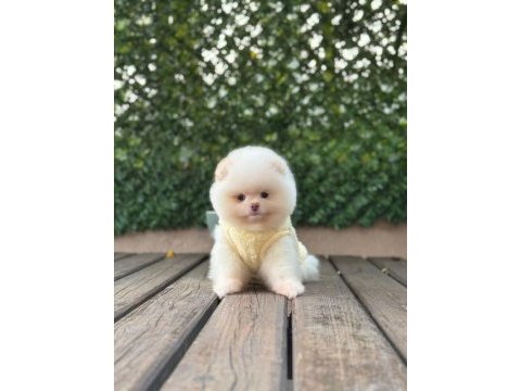 Sağlık ve ırk garantili pomeranian köpeği