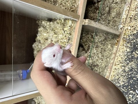 Yavru suriye hamster