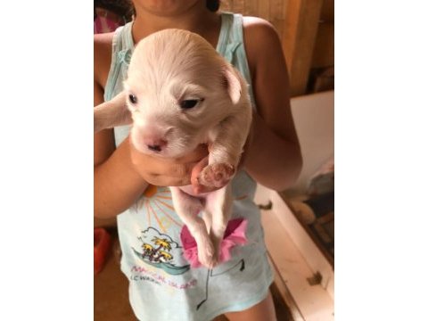 Maltese terrier ev doğumlu