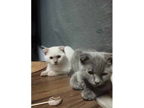 Kedimiz yeni doğum yaptı beyaz olanı vereceğim