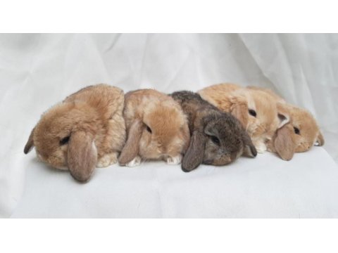 Mini lop tavşan bebeklerimiz