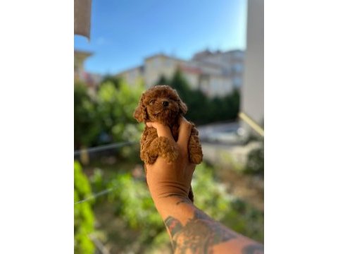 1.5 aylık toy poodle tea cup