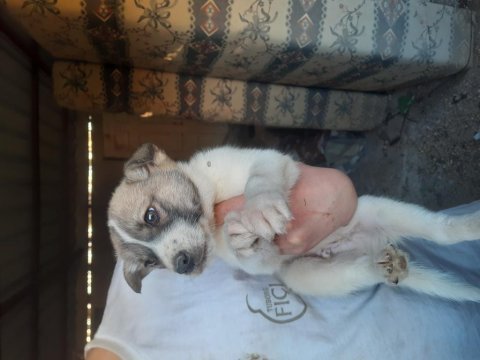 Erkek akita yavrular japon ve amerikan