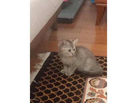 Golden ny 12 british shorthair
