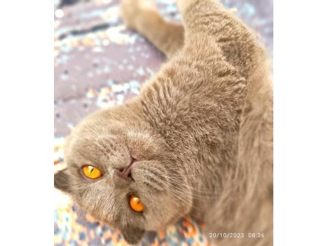 Tam bir deli scottish fold