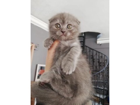 Ücretli sahiplendirme scottish fold
