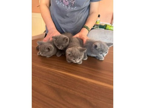 British shorthair yavrularımız yeni yuvalarını arıyor