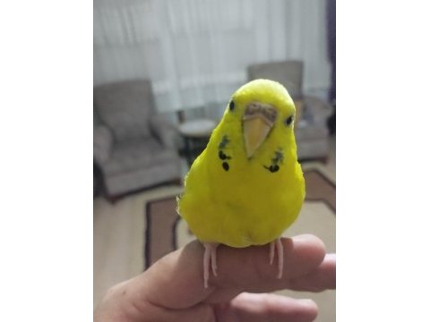 Konuşan muhabbet kuşu arayanlar