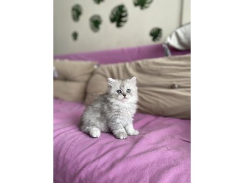 2 aylık erkek british longhair