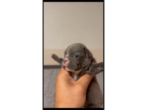 Rezerveye açık french bulldog bebekler
