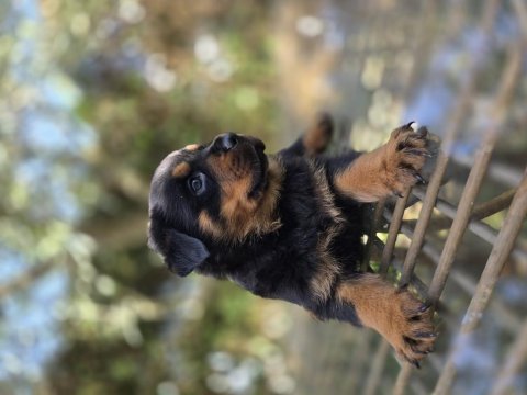 Safkan şecereli soydan rottweiler yavrular