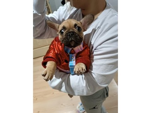 Platin sarısı çok tatlı french bulldog kızımız
