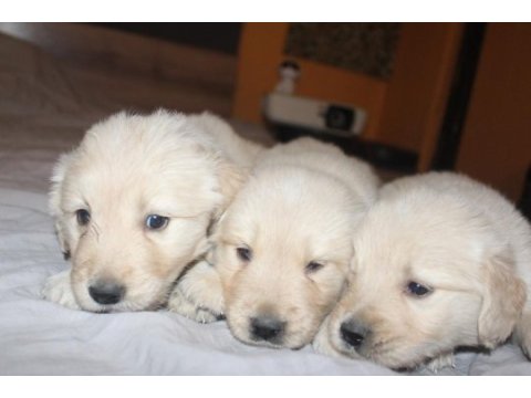 Baby face 3x yavrumuz var bakımlı