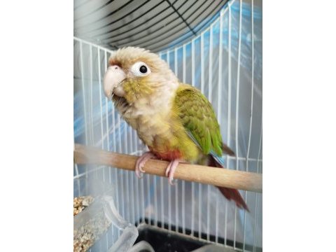 Oyun hamuru konur papağanı
