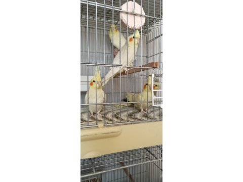 Sultan papağanı kuşlar