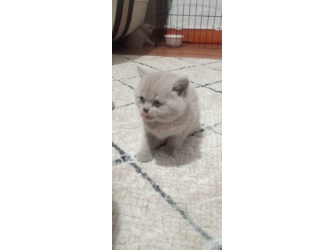 Lilac british shorthair bebekler