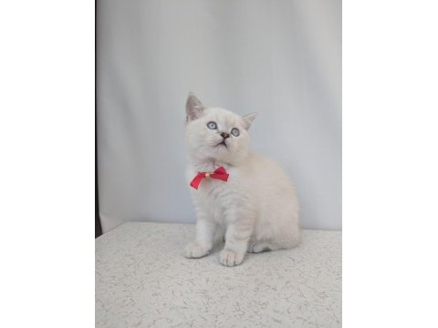 Kedimiz lokum un 4 adet british shorthair yavrusu