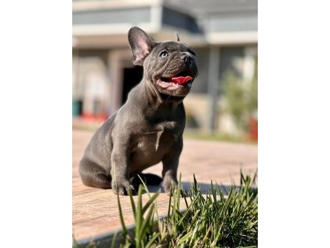 French bulldog yavruları çiftlikten   