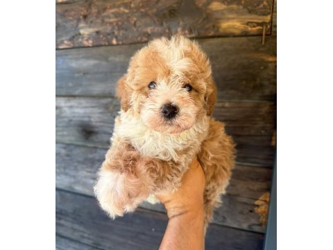 Çift renk özel kore maltipoo yavrular 