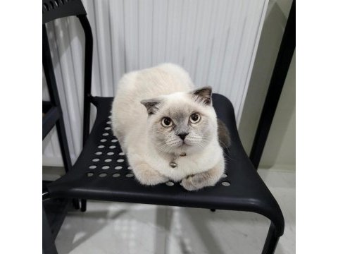 6 aylık blue point scottish fold