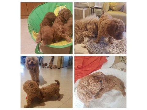 Ankaranın en seçkin minyatür poodle yavruları