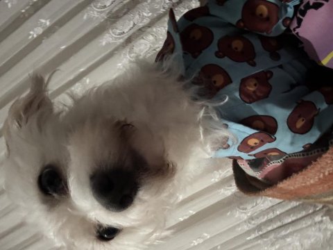 İstanbul içi köpeğimiz dobby için ömürlük yuva arıyoruz