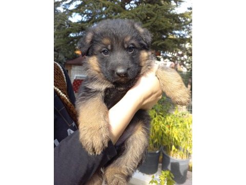 Saf kan anne ve baba alman kurdu yavruları