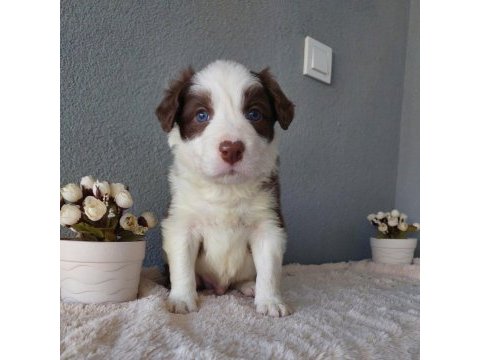 Border collie yavrular