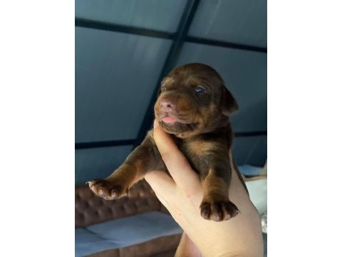 Europa doberman bebekler