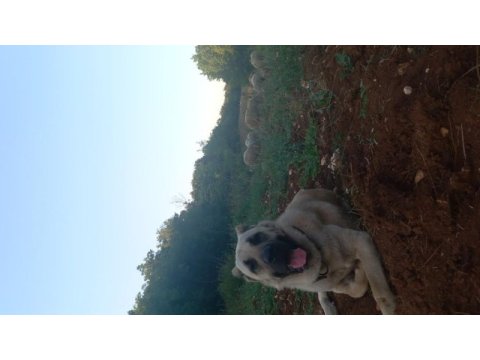 Soylu kangal yavruları