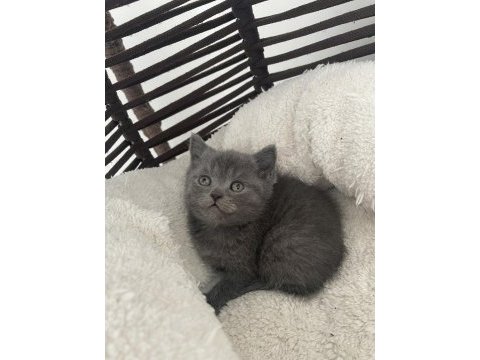 British shorthair gri safkan yavru