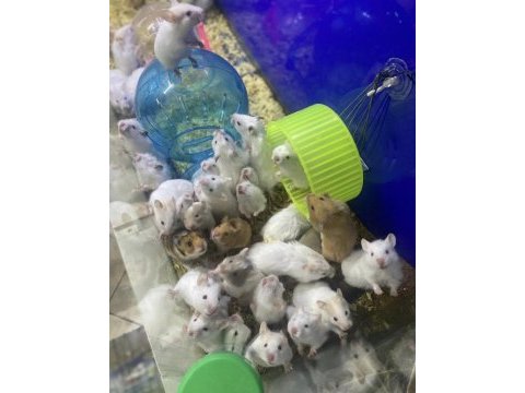 Siz isteyin biz getirelim aynı gün teslim hamster