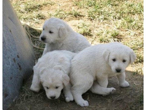 Akbaş yavrularımız evinizin neşesi olacaktır